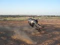 Little Jimmie black w/ white spot bucking bull