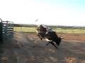 Little Jimmie black w/ white spot bucking bull