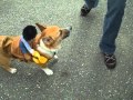 Corgi Rodeo