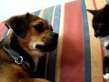 Lilly & MisJou (Dog & Kitten) Lilly & MisJou (Dog & Kitten)
