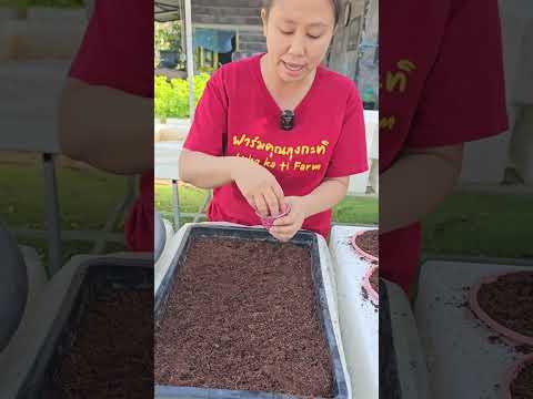 วิธีปลูกผักชีไทยในกล่องโฟม โดยตะกร้าไดโซ๊ะ