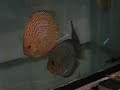 Spotted Eurption , Grand Champ, Albinos 