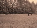 Friesian doing tricks Friesian doing tricks