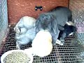Lindsey nursing her babies at 7 weeks: www.bunnycentral.com Lindsey nursing her babies at 7 weeks: www.bunnycentral.com
