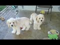 Meet Jacob, Max and Jordan!  Just sixteen weeks old!