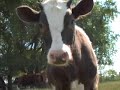 farm animal sanctuary