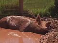 Farm Animal Sanctuary