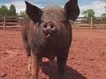 farm animal sanctuary
