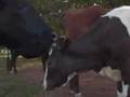 Farm-Animal-Sanctuar