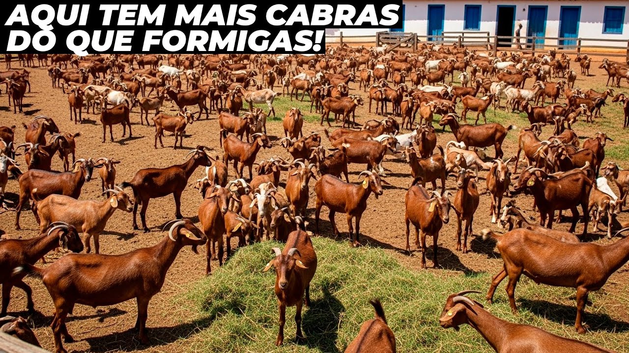 A INCRÍVEL MAIOR FAZENDA DE CABRAS DO BRASIL