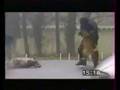 Chiens policiers