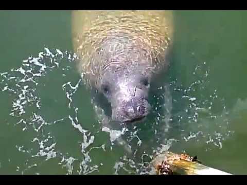 Manatee