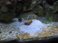 Yashia Whiteray Shrimpgoby with Randall\ Yashia Whiteray Shrimpgoby with Randall\