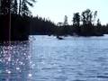 videos de Canada 2008 - Caribou