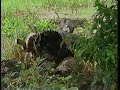 Historia de \"Alicia adorada\"