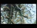 Eurosport - The North Face UTMB - Ultra Trail Mont Blanc 2011 (1/2)