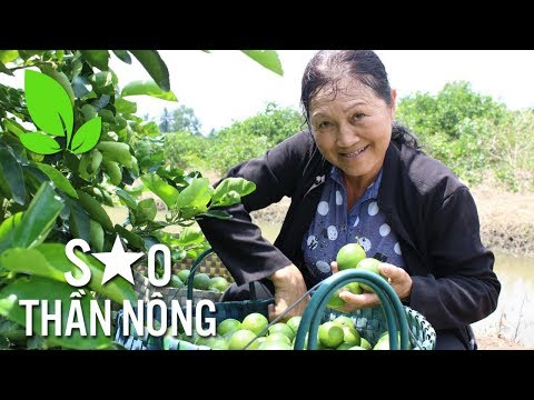 Trồng chanh: Nông dân đi lên từ khó khăn trở thành tỷ phú | VTC16