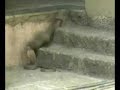 cobra mongoose fight live