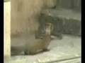 cobra-mongoose-fight