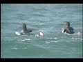 Skull Surfboards