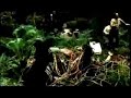 The hunt in the jungle for volunteers of a training seminar. Super bowl XLI Commercial 2007.