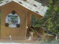 Stieglitz beim Vogelhaus - the goldfinch