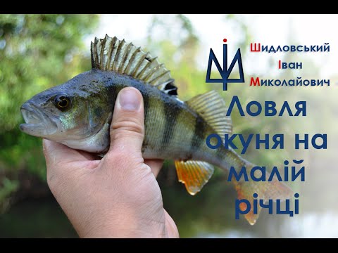 ловля окуня на річці ловля окуня на річці