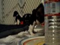 Beagle Puppies Playing