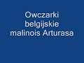 Arturas i Malinois