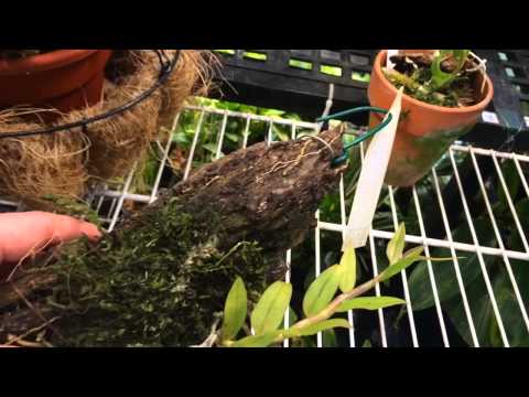 how to fertilize dendrobium orchids