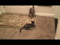 Kitten Play 11 23.mov