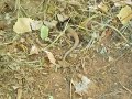 Whiptail Lizard 1