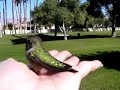 Bird in Hand Bird in Hand