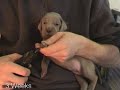 Weimaraner litter Macy x Allegro 2007 - 3 weeks old