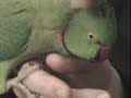 Indian Ringneck Talking