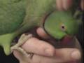 Indian Ringneck Talking
