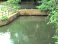videos de Macaco