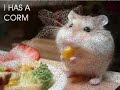 Cute Animals