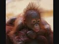 Cute Animals