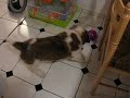 babou et vanille