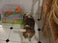 babou et vanille