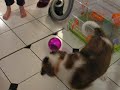 babou et vanille