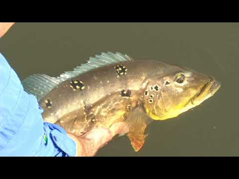 Bom de Pesca - Clip de abertura