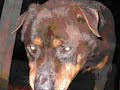 Rottweiler, bye, bye! Rottweiler, bye, bye!