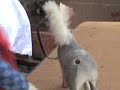pimp bunny 2 pimp bunny 2
