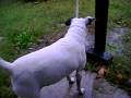 videos de Jack Russell Terrier attacks the rain