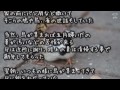 【泣ける話】鳥と母の友情- 感動 うちの母ですが