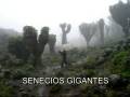 videos de KILIMANJARO Capítulo 3 de 4