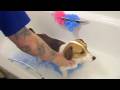 videos de Trudy having her first biff baff