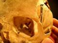 videos de Human Skull  Natural Bone  Large Male With Dental Anomaly MD-14